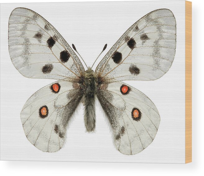 White Background Wood Print featuring the photograph Apollo Butterfly by Natural History Museum, London/science Photo Library