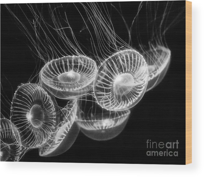 Moon Jelly; Aurelia Labiata; Jellyfish; Monterey Bay Aquarium; Jelly Fish; Sea Jelly; Cilia; Float; Swim; Round; Circular; Translucent; Cnidarian; Pacific Ocean; Tank; Glow; Medusa Wood Print featuring the photograph Area 51 - Moon Jellies Aurelia labiata by Jamie Pham