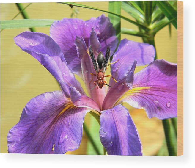 Artistic Purple Iris And Wasp Wood Print featuring the photograph Artistic Purple Iris and Wasp by Warren Thompson