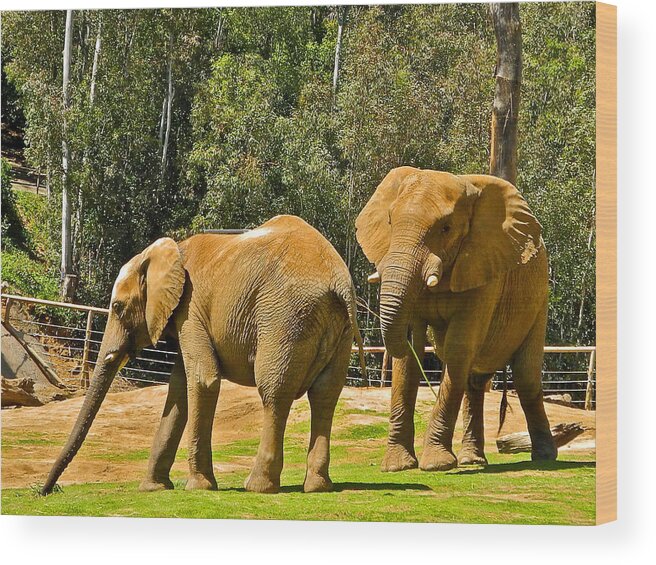 Asian Elephants Playing In San Diego Zoo Safari Park In Escondido Wood Print featuring the photograph Asian Elephants Playing in San Diego Zoo Safari Park in Escondido-California by Ruth Hager