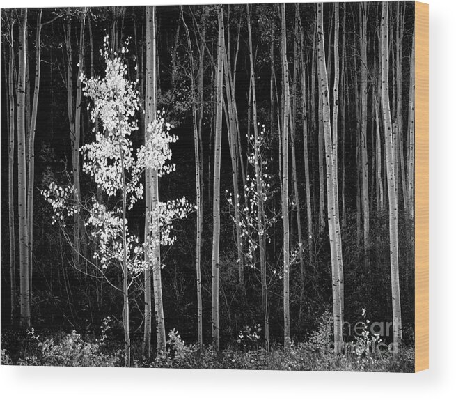 Black And White Wood Print featuring the photograph Aspens Northern New Mexico 1958 by Ansel Adams