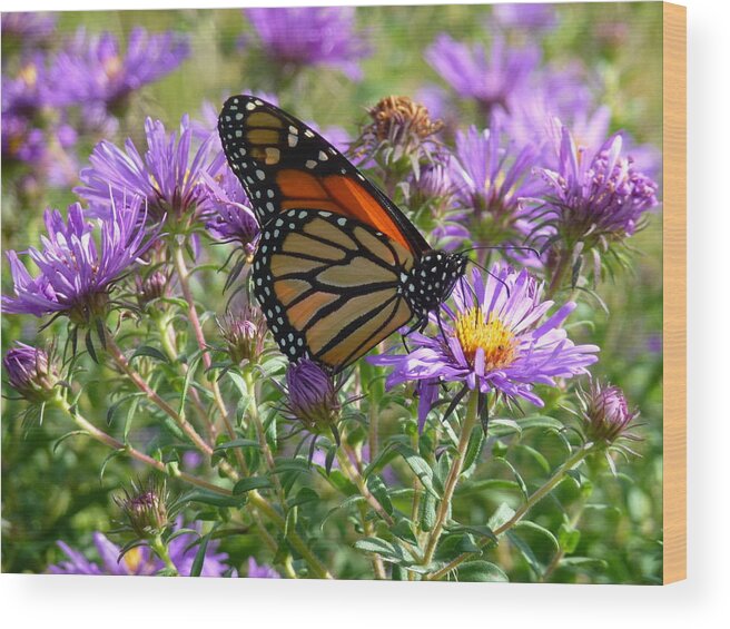 Purple Asters. Yellow Centers Wood Print featuring the photograph Asters and Butterfly by Barbara Ebeling
