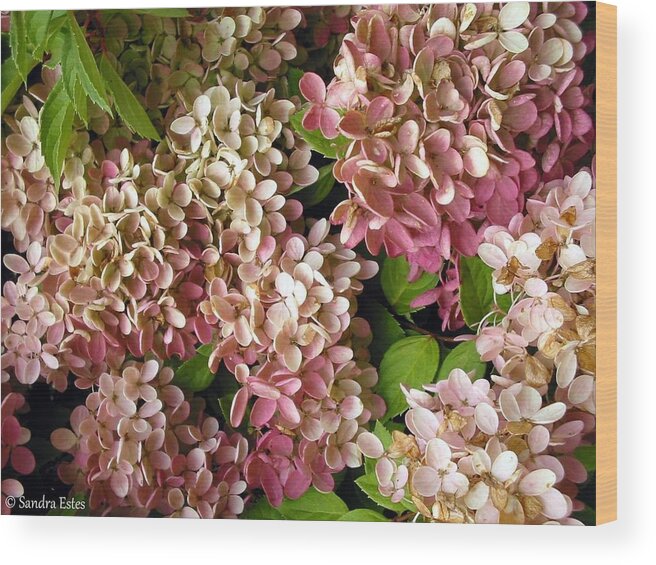 Hydrangeas Wood Print featuring the photograph Autumn Hydrangeas by Sandra Estes