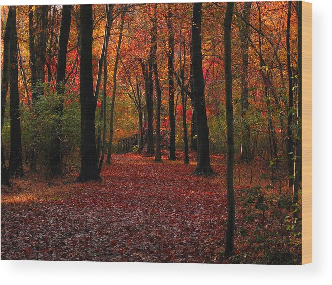 Autumn Wood Print featuring the photograph Autumn III by Raymond Salani III