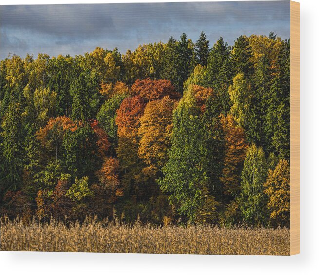 Autumn Wood Print featuring the photograph Autumn by Leif Sohlman