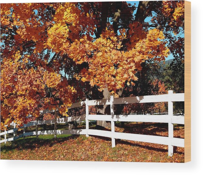 Autumn Splendor 10 Wood Print featuring the photograph Autumn Splendor 10 by Will Borden