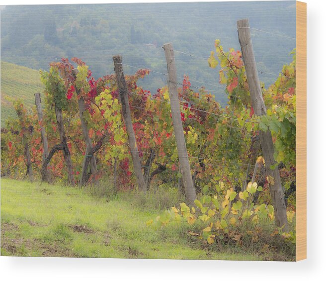 Agriculture Wood Print featuring the photograph Autumn vineyard by Eggers Photography