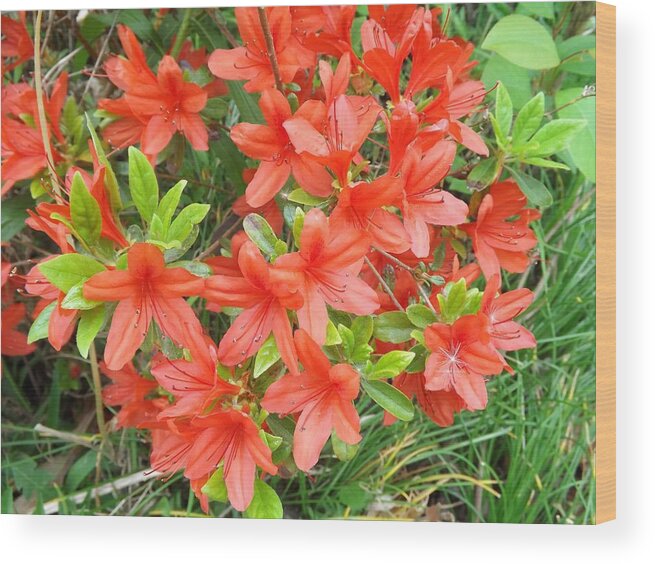 Garden Wood Print featuring the photograph Azalea by Bill TALICH