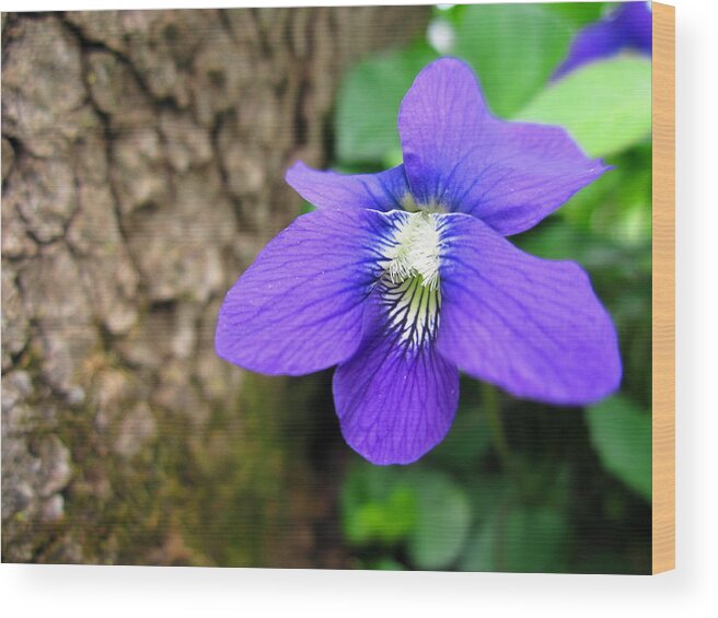 Wild Violet Wood Print featuring the photograph Backyard Wild Violet by Cynthia Clark