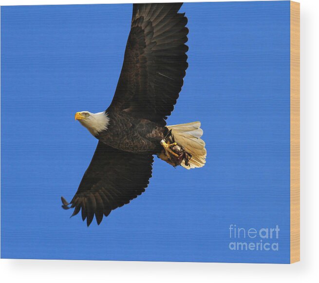 Eagle Wood Print featuring the photograph Bald Eagle in Flight by Roger Becker