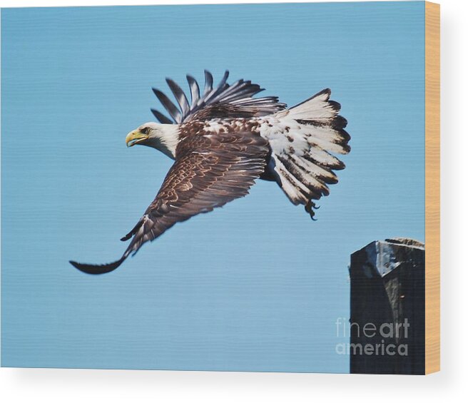 Bald Eagle Wood Print featuring the photograph Bald Eagle in Ucluelet by William Wyckoff