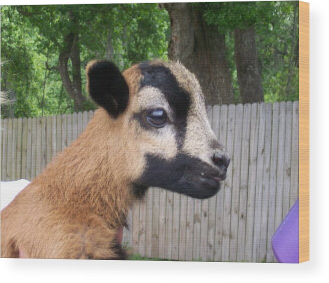 This Cutie Is A Baby Barbados Black Belly Sheep Wood Print featuring the photograph Bambi by Belinda Lee