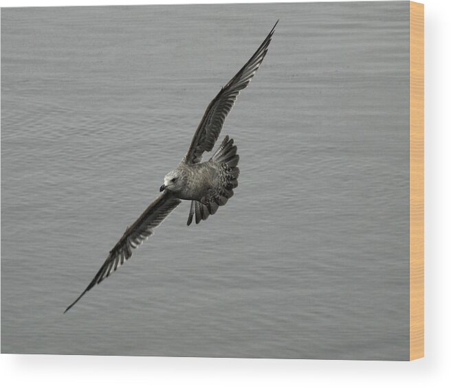 Flying Sea Gull Wood Print featuring the photograph Banking Left by Thomas Young