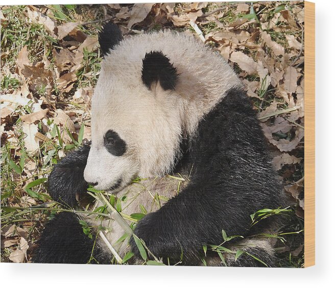 Richard Reeve Wood Print featuring the photograph Bao Bao is not Bamboozled by Richard Reeve