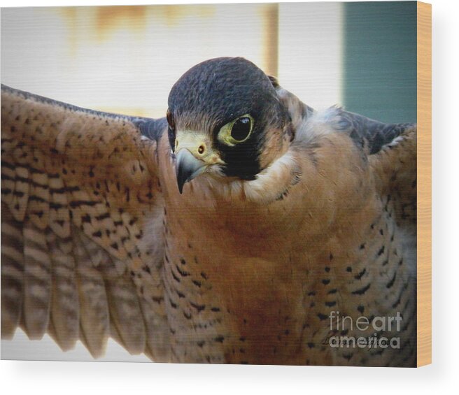 Falcon Wood Print featuring the photograph Barbary Falcon Wings Stretched by Lainie Wrightson