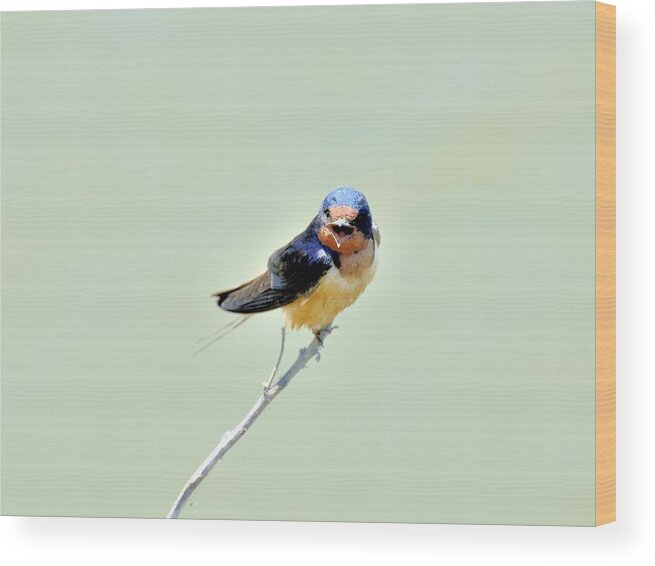 Tree Swallow Wood Print featuring the photograph Barn Swallow by Kathy King