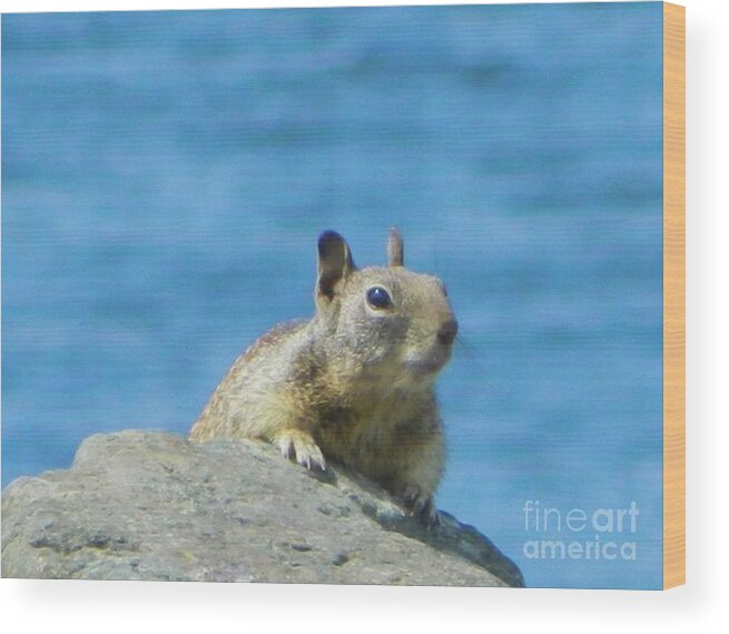 Squirrel Wood Print featuring the photograph Bay Squirrel by Gallery Of Hope 