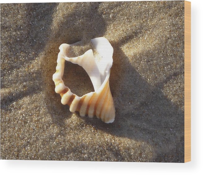 Ocean Photographs Wood Print featuring the photograph Beach Shell by David Yack