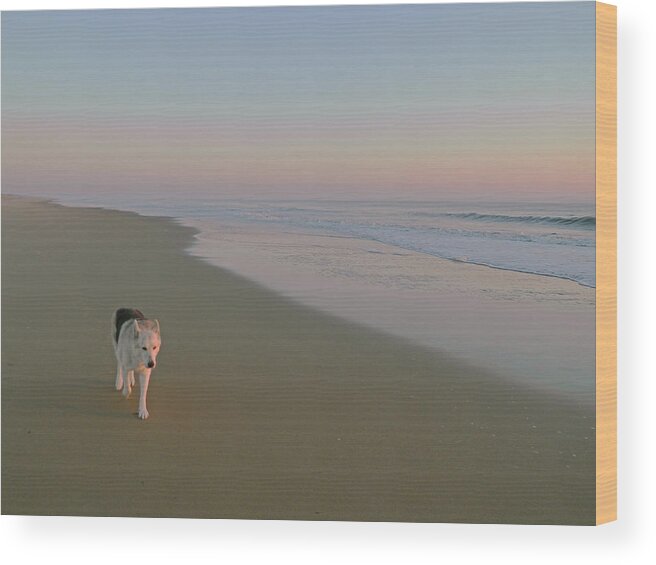 Dogs Wood Print featuring the photograph Beach Woof by Mike Kling
