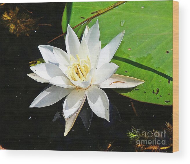 Lily Wood Print featuring the photograph Beautiful lily by Karin Ravasio