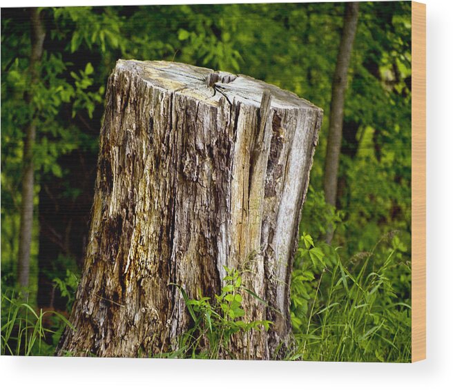 Nature Wood Print featuring the photograph Beauty Endures by Larry Capra