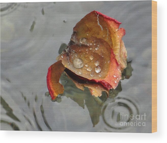 Beauty Wood Print featuring the photograph Beauty in the water by Karin Ravasio