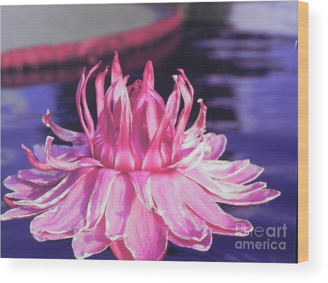 Photography Wood Print featuring the photograph Beauty of Pink at the NY Botanical Gardens by Chrisann Ellis