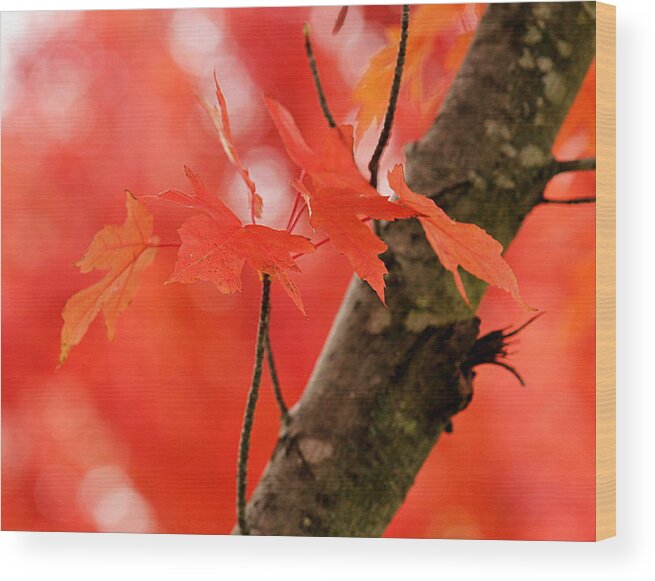 Red Wood Print featuring the photograph Beauty of Red by Viviana Nadowski