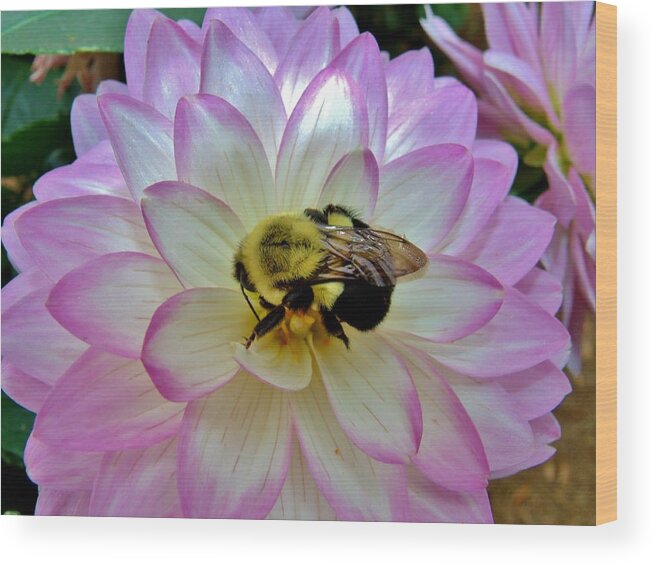 Dahlia Wood Print featuring the photograph Bee's Delight by Hominy Valley Photography