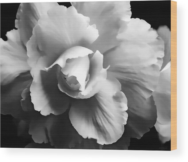 Begonia Wood Print featuring the photograph Begonia Flower Monochrome by Jennie Marie Schell