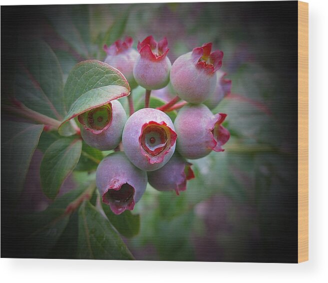 Blueberries Wood Print featuring the photograph Berry Unripe by MTBobbins Photography