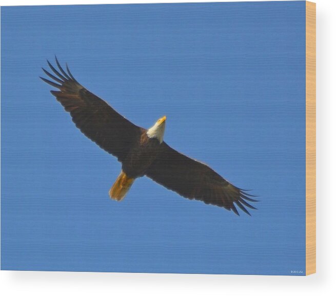 American Bald Eagle Wood Print featuring the photograph Best Soaring Bald Eagle by Jeff at JSJ Photography