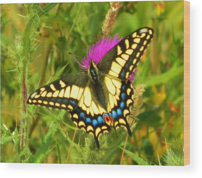Landscape Wood Print featuring the photograph Big Beautiful Butterfly by Gallery Of Hope 