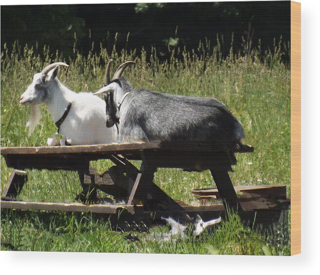 Billy Wood Print featuring the photograph Billy Goats Picnic by Brenda Brown