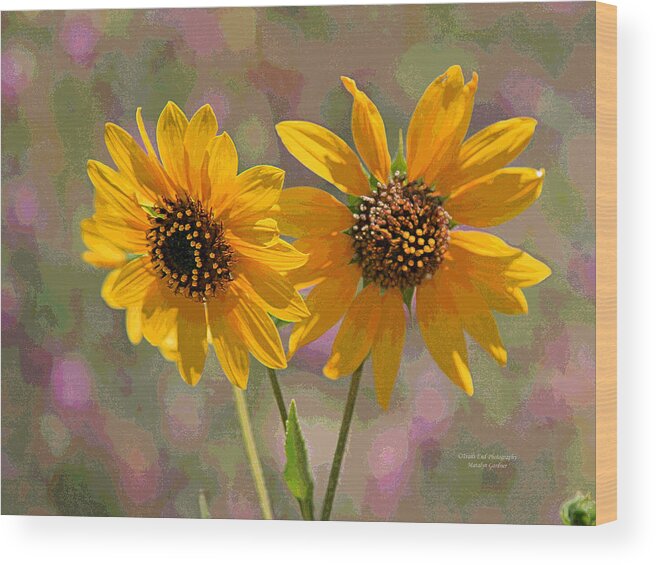  Wood Print featuring the photograph Black-eyed Susan by Matalyn Gardner