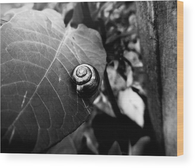 Snail Wood Print featuring the photograph Black Swirl by Zinvolle Art