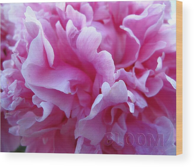 Flower Wood Print featuring the photograph Bloom Pink Peony by Debra Schwab