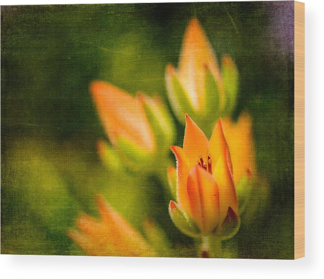 Nature Wood Print featuring the photograph Blooming Succulents III by Marco Oliveira
