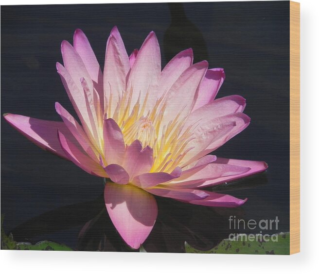 Photography Wood Print featuring the photograph Blooming with Beauty by Chrisann Ellis