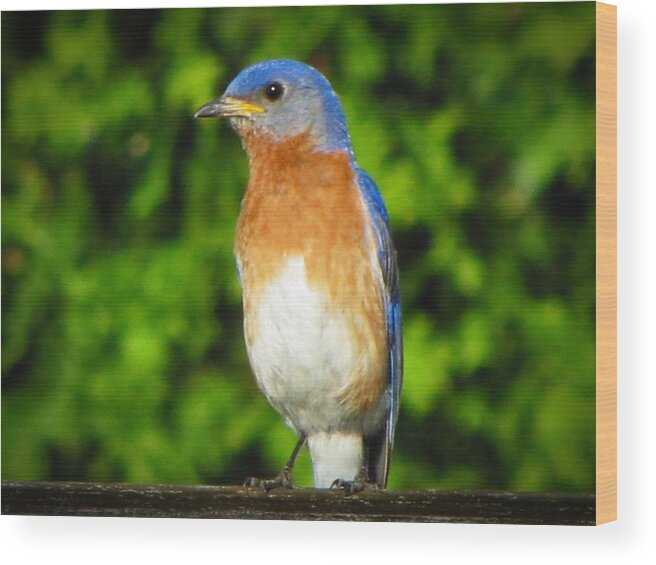 Blue Bird Wood Print featuring the photograph Blue Bird by David Dehner