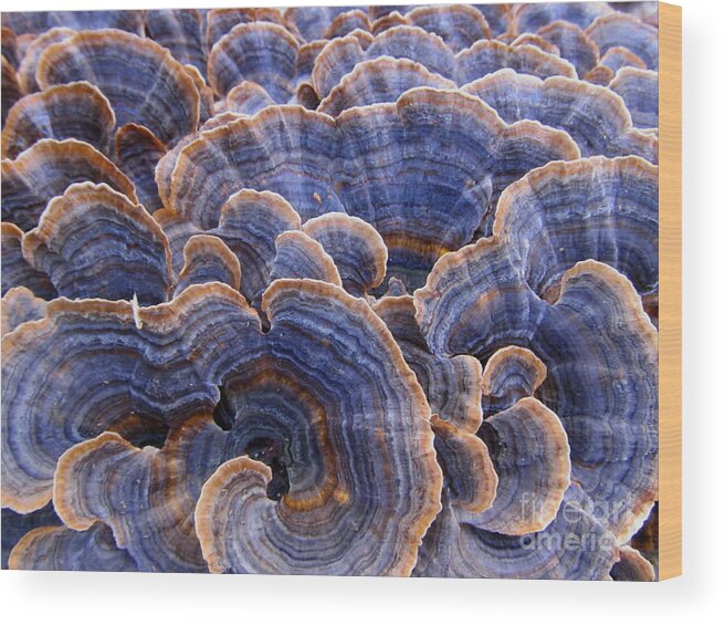Blue Bracket Wood Print featuring the photograph Blue Bracket Macro by Joshua Bales