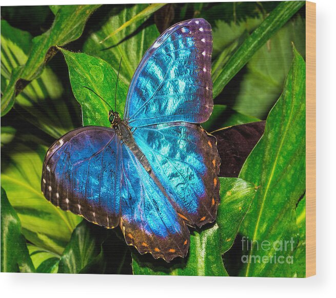 Animal Wood Print featuring the photograph Blue Butterfly by Nick Zelinsky Jr