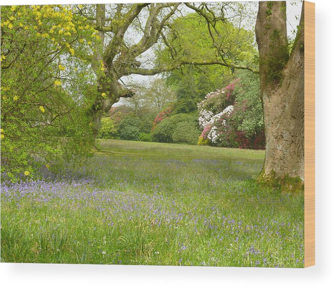 Blue Wood Print featuring the photograph Bluebells and Rhododendrons by Rob Sherwood