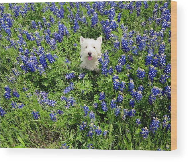 Westie Wood Print featuring the digital art Bluebonnet Bucky by Carrie OBrien Sibley