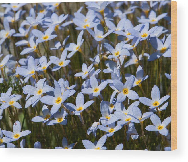 Bluets Wood Print featuring the photograph Bluets by Lara Ellis