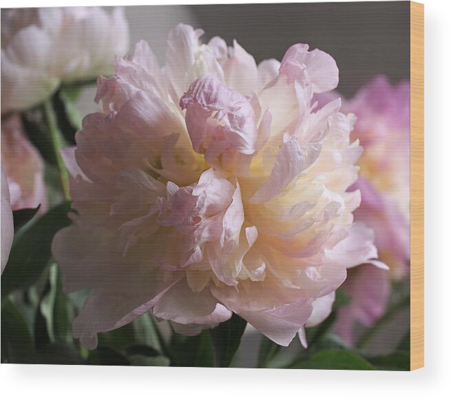 Peony Wood Print featuring the photograph Blushing Peony by Rona Black