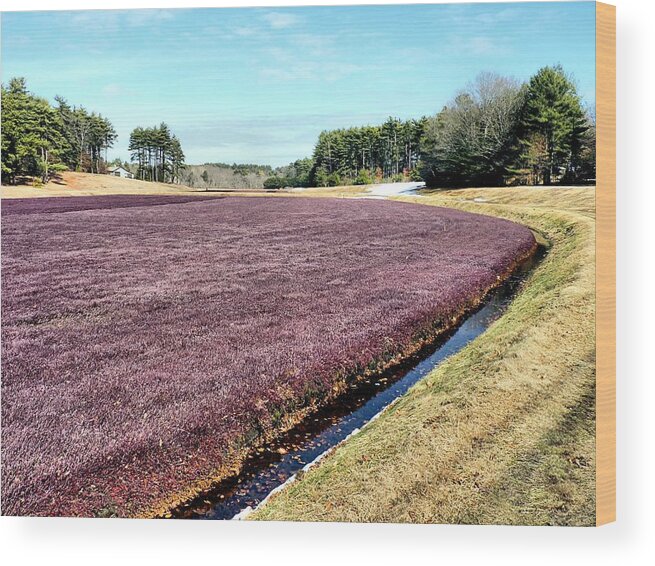 Cranberry Bog Wood Print featuring the photograph Bogscape by Janice Drew