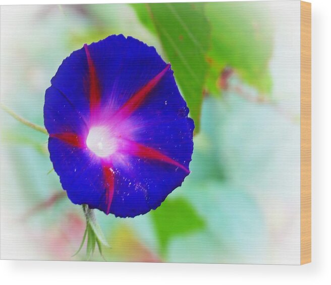 Morning Glory Wood Print featuring the photograph Bold Morning Glory by MTBobbins Photography