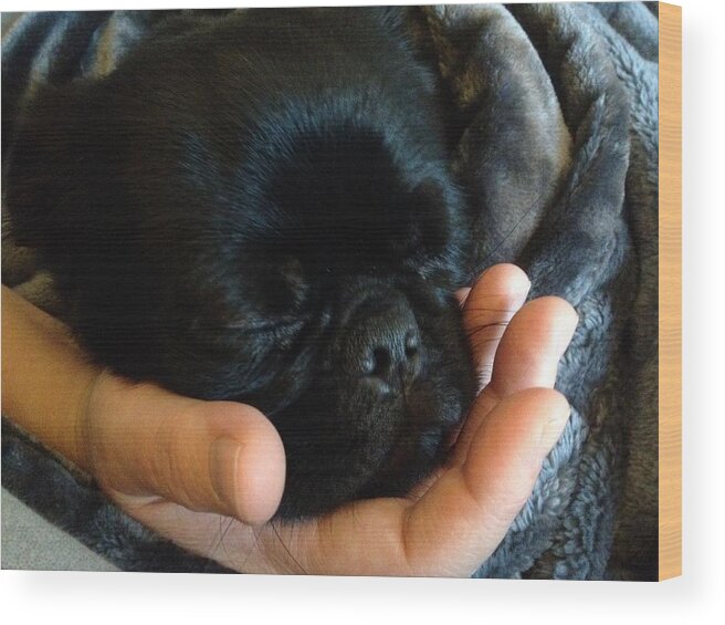 Brigham Sleeping On Mommy's Hand Wood Print featuring the photograph Brigham by Paula Brown