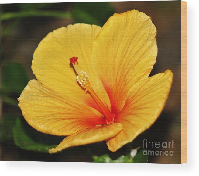 Hibiscus Wood Print featuring the photograph Brilliant Hibiscus II by Craig Wood